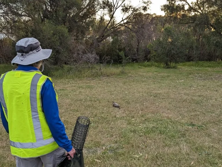 Jan Saunders escorting a turtle back to Lake Joondalup.